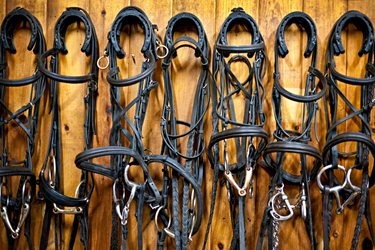 Halsters, Hoofdstellen & Toebehoren