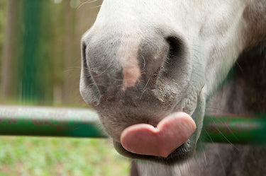 Werelddierendag