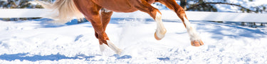 Paard & Hoef Winter