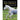 Horse Anatomy for performance - Equinics