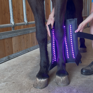 Alles wat je moet weten over Equine LTS lichttherapie