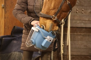 6 veelvoorkomende valkuilen bij luchtwegproblemen bij paarden