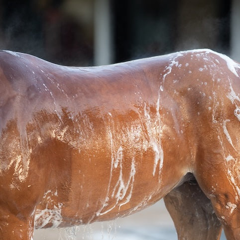 Paard & Zweet