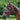 Waldhausen Ridekapsun - Equinics